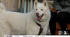 Omaha Dog Bar hosts breed-specific meet-ups each weekend