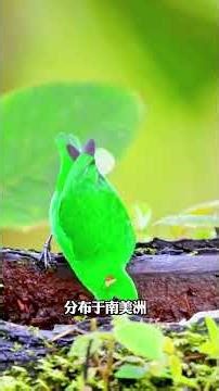 Unveiling the Magic of Bird Colors: Red, Orange, Yellow, Green, Cyan, Blue, & Purple