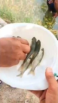 Part-3 Rohu Katla Grass Carp Fish Farming In India Fish Farm House ‪@HajiIrshadNoorie3‬