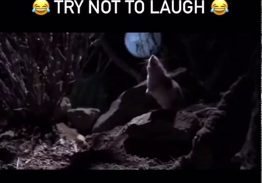 Screaming mouse🐭🐁#meme #mouse #memes #fyp #foryou #foryoupage #foryourpage #funnyvideo #funnymoments #funnymemes #funnytiktok #funny #viral