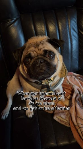 “Dats tuff, hooman” - Edgar #pug #cute #dog #pet #funny