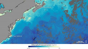 How are Phytoplankton and Sea Surface Temperatures Related? | My NASA Data