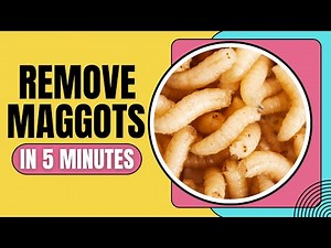 How to Kill Maggots Instantly (Super Effective Solutions)