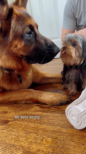 German Shepherd and Yorkshire Terrier Interaction