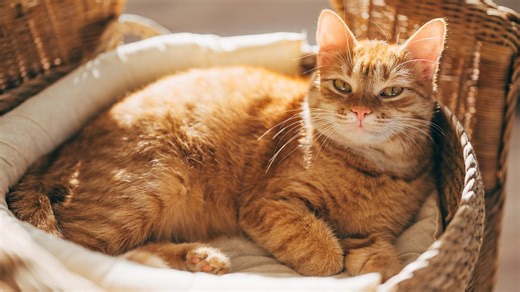 250+ Best Orange Cat Names For Your Ginger Kitty