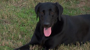 164K views · 3.2K reactions | Can Billy catch this aggressive skunk without getting sprayed? 令 #BillyTheExterminator | Billy the Exterminator on A&E | Facebook