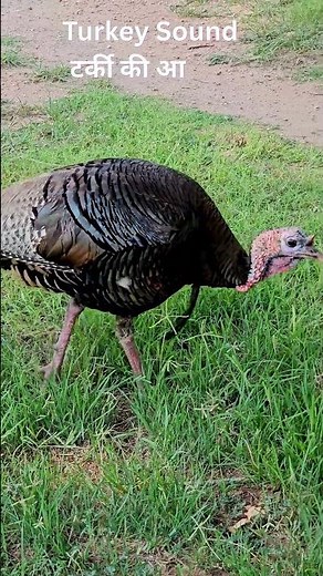 Turkey Sound | Turkey Gobbling Sound | Real Turkey Voice | #shorts #turkey #birdsounds #farmanimals