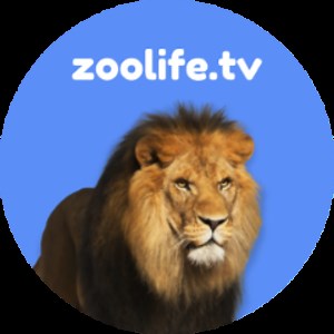 zoolifelions - Twitch