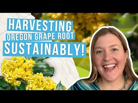 How To Harvest Oregon Grape Root, Sustainably