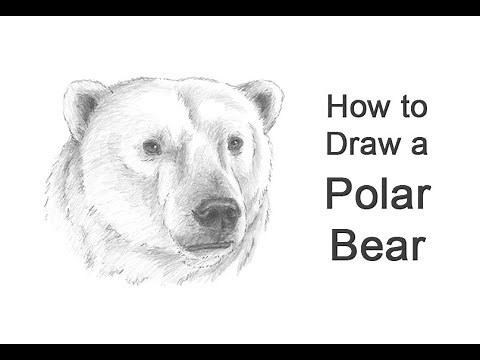 How to Draw a Polar Bear (Head Detail)