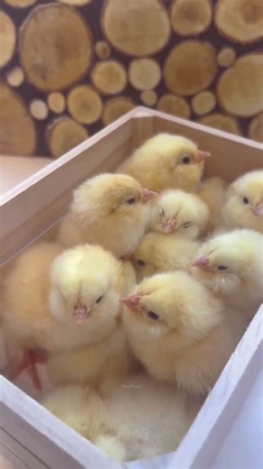 “Why Are These Chicks So Colorful?” 🐥🐥