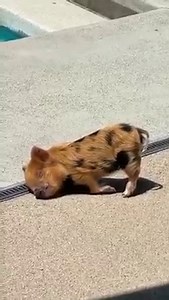 Monday mood 😴🐷 (IG: @lydiaren) | LightInTheBox