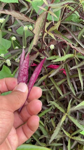 🌿 ¡EL DESCANSÉ: LA PAZ QUE SU CUERPO Y SUS VÍAS NECESITAN! 🌿