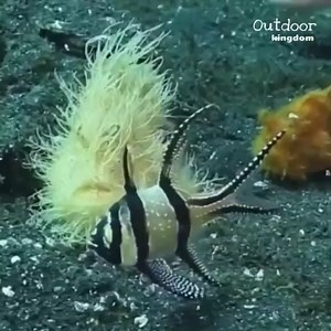 282K views · 10K reactions | Exotic Sea Creatures | Geographical Beauty | Facebook