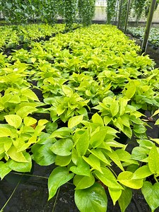 Pothos Neon - Epipremnum Aureum ‘neon’ - Available in Multiple Sizes - Etsy