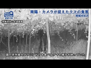 Nanyo - Bear damage caught on camera in Matsuzawa, Nanyo City