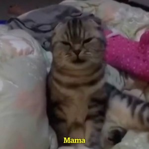 Cat knows how to say 'mama' 😍 | VT