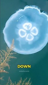 This Tiny Jellyfish Can Kill You Almost Instantly 😳 | Irukandji