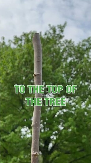 Measuring The Height Of A Tree 🌲 With A Stick #shorts