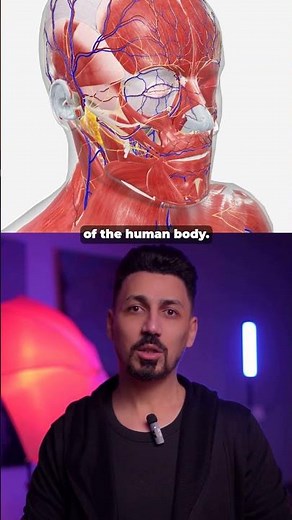 Explore the Human Body in 3D