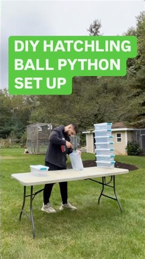 DIY Hatchling Ball Python Set Up!