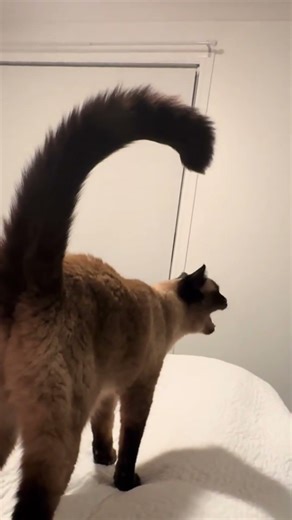 @minnimeowmeow: Ow Ow Ow. So vocal! Don’t worry, plenty of pats her way... #cat #catlover #kitty