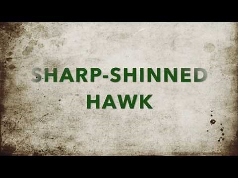 Sharp-shinned hawks