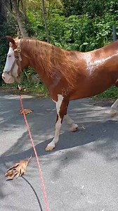 😍 Ruby | Lozada Protection