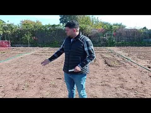 Como sembrar correctamente tus Habas🌱🌿