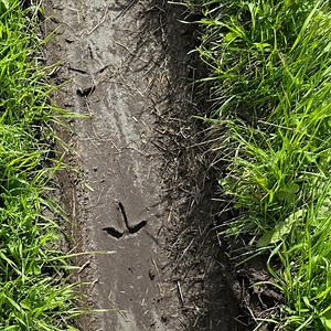 The days at the Musk Ox Farm always feel magical, but this was something extra special! Our Herd Manager captured an incredible moment on video: a large flock of Sandhill Cranes gracing our fields with their presence. As she worked diligently with the herd before we opened for the day, the cranes provided a stunning spectacle that we are thrilled to share with you... Never a dull day here! 🦢✨ As you can see in the video, our trails can be quite muddy, so make sure to wear your best rain boots w
