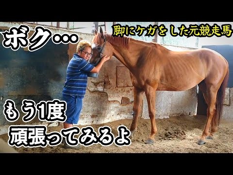 転んで脚に大きなケガをした引退競走馬が本格的に再復帰へ向けて、長い道のりを歩き始めました。【きんちゃん、復活への記録その1】