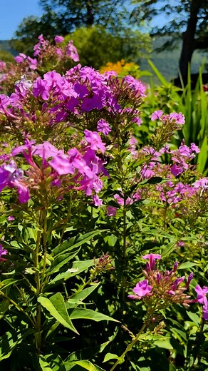 Just a stunningly beautiful day here at Hildene. #vermont #visitvermont #garden | Hildene, The Lincoln Family Home