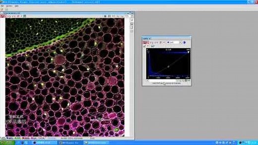 荧光共聚焦NIS软件使用操作