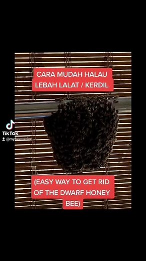Cara Mudah Halau Lebah Kerdil Di Rumah