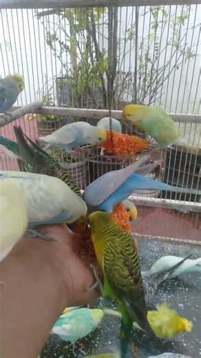 This Amazon bird toy is SO COOL#birds#parrot #birdslover #budgis #lovebirds #budgiegar #cute #health