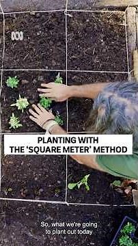 Salad Patch Growing | Gardening 101 | Gardening Australia