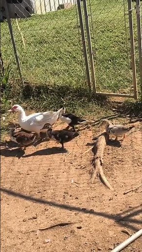 Duckling’s First Adventure in Their New 20×20 Pen! 🐥