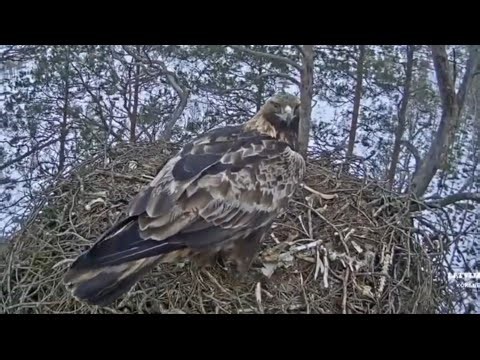 Eagles female again visit the nest | Klinšu ērglis - Golden Eagle | Mar 5, 2026