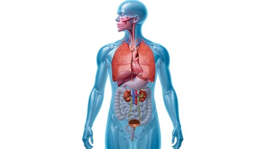 India’s organ transplant tangle: Tech’s there, but where are the donors?