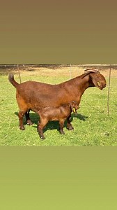 ‼️ Note that Kalahari Red goats are known to be adaptive even in harsh and hot environments thanks to the semi-arid climate of their origin of South Africa and their red coat serves as a means of protection against strong sunlight. This goat breed thrives under the heat of the hot desert sun and deals with humid climates like a pro. ‼FULL BLOOD KALAHARI RED GOATS‼ PREGNANT DOR FEMALES #available #goat #Kalahari LIVESTOCK EXPORTERS SOUTH AFRICA, number one exporters of TYPICAL SOUTH AFRICAN FULL 