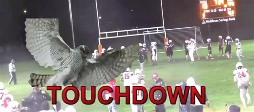 FINAL HAWKS 44 - MAYNARD 13 Freshman Chase Farrar adds a rushing TD on a QB keeper! The Hudson Hawks are your Back-to-Back Mid-Wach C Champions! 7-1, 4-0 MWC 🦅🦅🦅 | Hudson High School Hawks Football