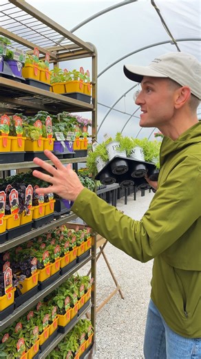 155K views · 4.9K reactions | Overwhelmed by the different types of basil at the garden center? Here's where I'd start: sweet basil! | Wyse Guide | Facebook
