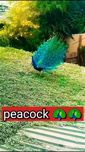 Peacock Spreading Its Feathers | Royal Beauty of Nature 🦚