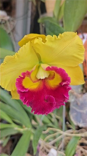 Mounted Cattleya Showing Off #flowers #nature #garden #shorts
