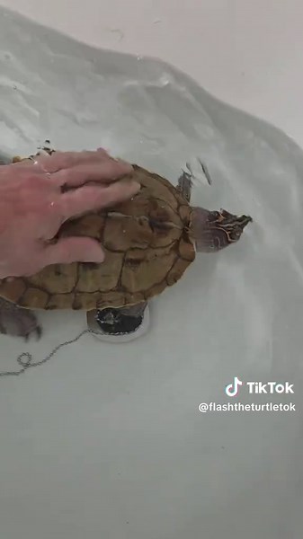 Does your pet like his back scratched? 🐢🤣 My mississipi map does #pets #backscratcher #turtle