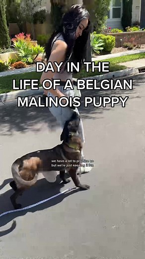 Owning a Belgian Malinois Puppy: A Day in the Life