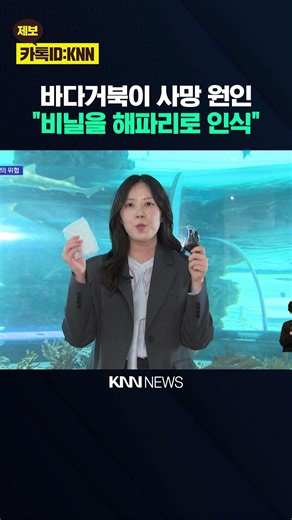 Mistaking bright-colored plastic for food... The 'tragedy' of sea turtles / KNN