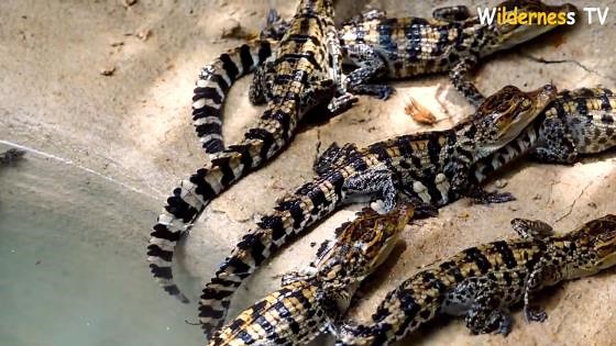 Building the most amazing secret crocodile pond underground in the deep jungle by hand