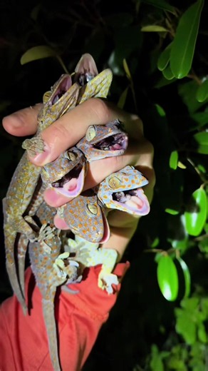 Looking for a 20 foot Burmese python! #animals#everglades#wildlife#fyp#snake