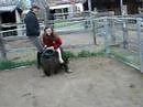 riding mini sheep part 1